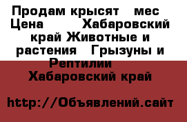 Продам крысят 1 мес › Цена ­ 50 - Хабаровский край Животные и растения » Грызуны и Рептилии   . Хабаровский край